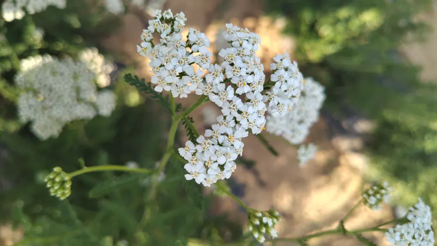 Achillea