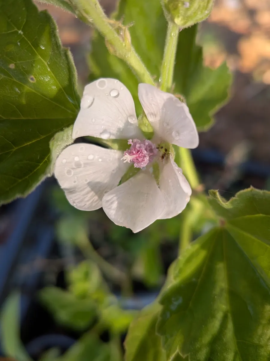 Fiore bianco e rosa di altea