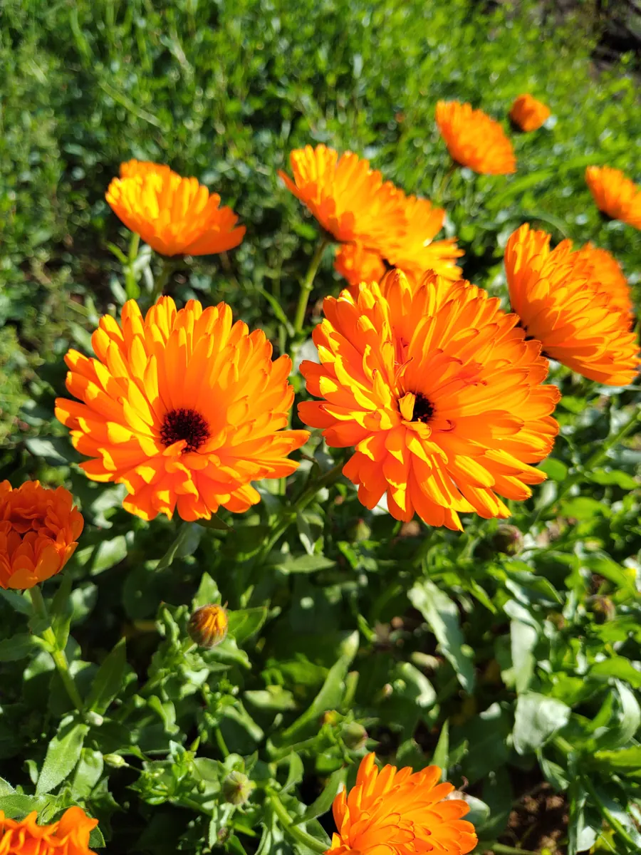 Calendula in fiore
