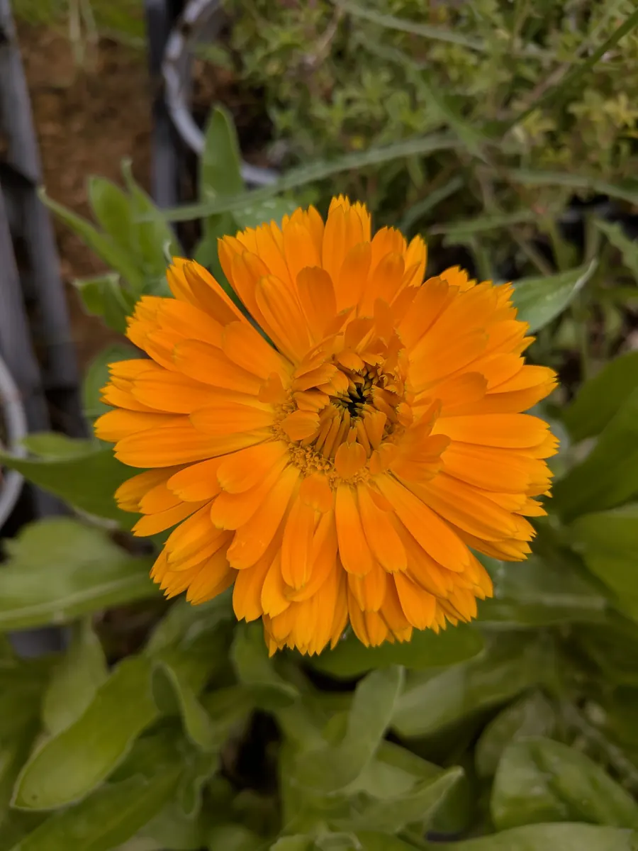 Fiore di calendula
