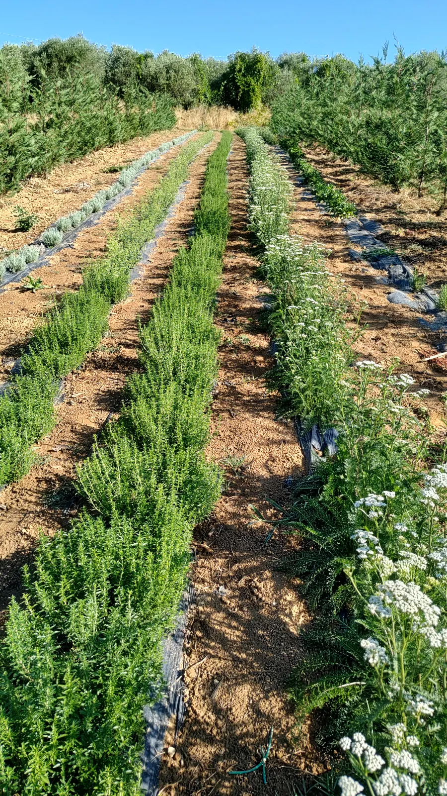Filari di timo e achillea