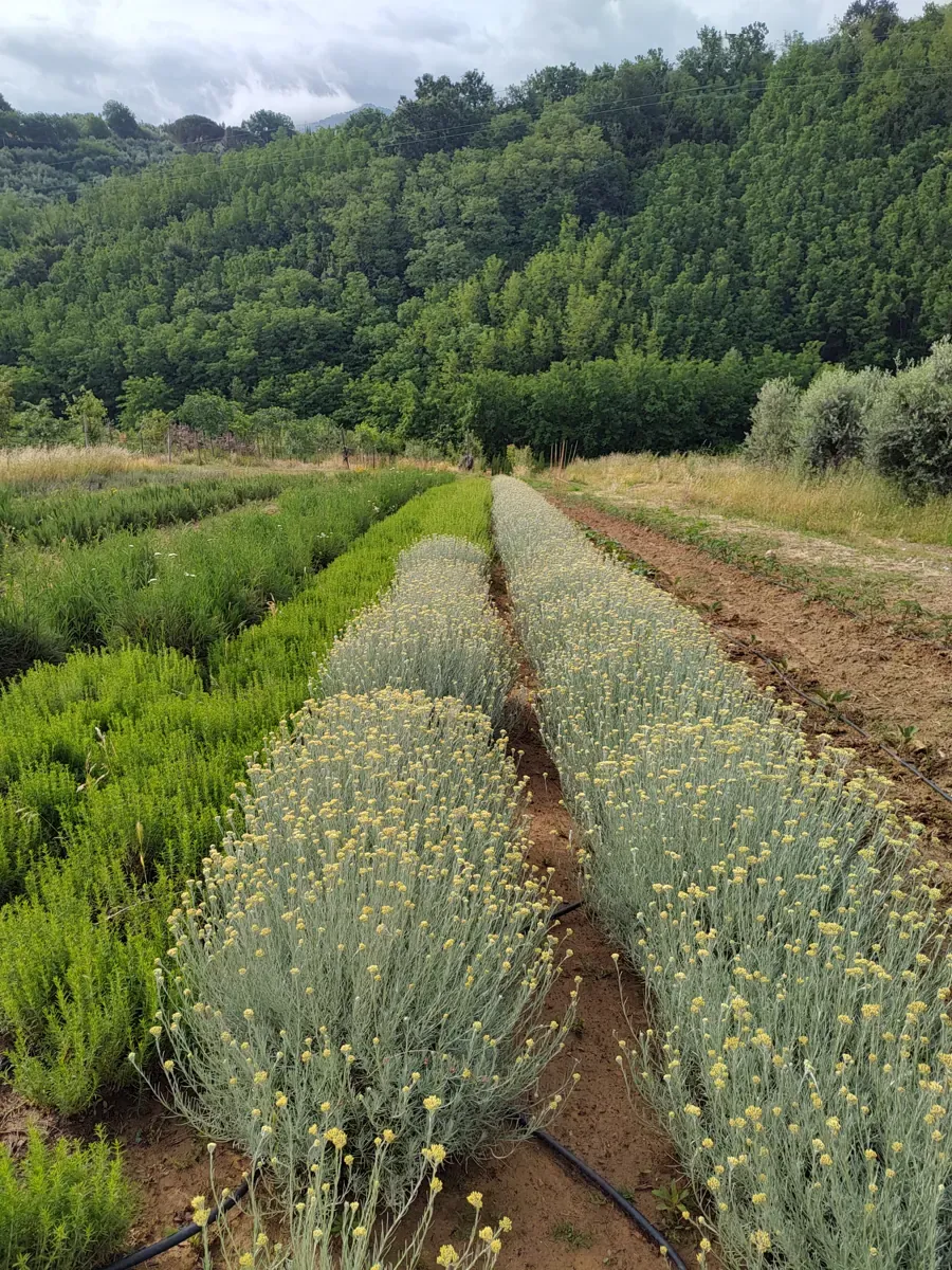Filari di elicriso e rosmarino