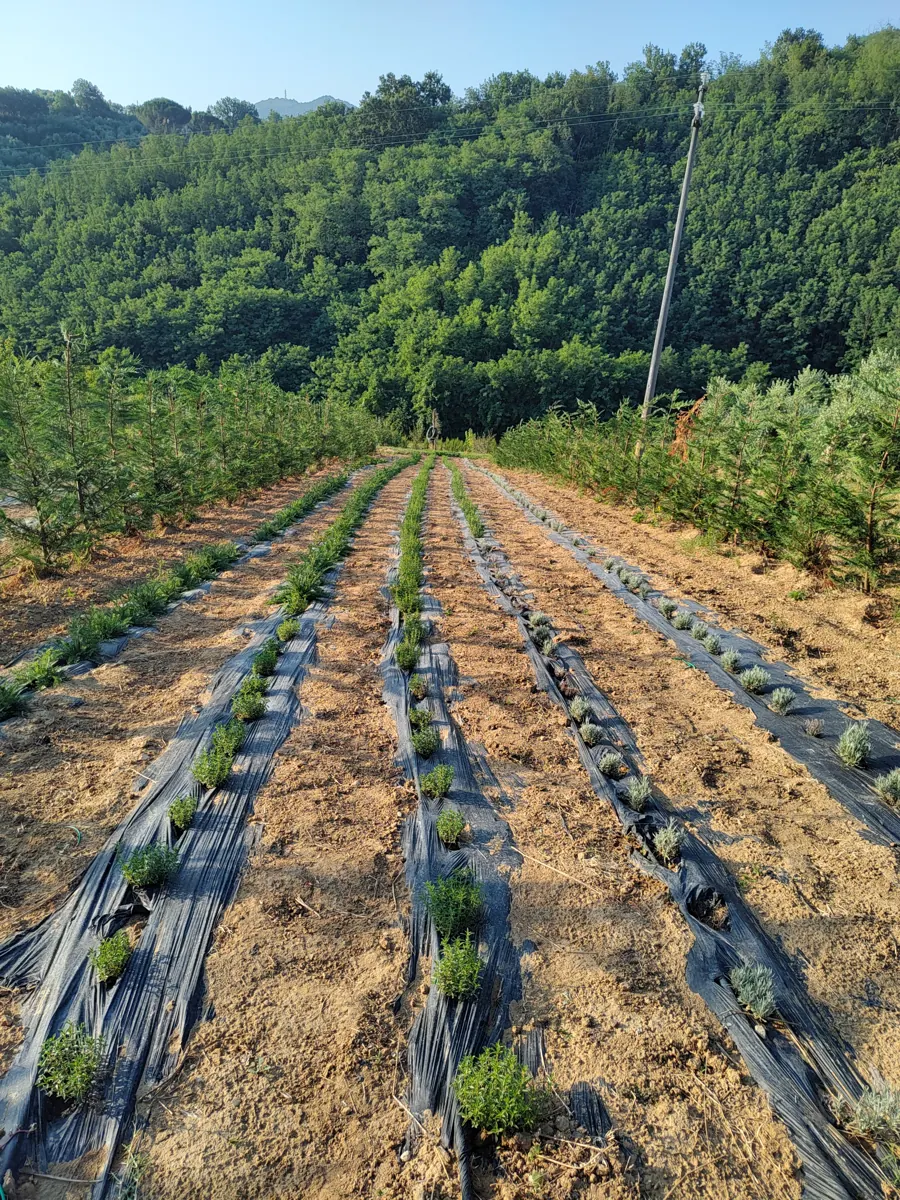 I filari delle piante officinali con il bosco sullo sfondo