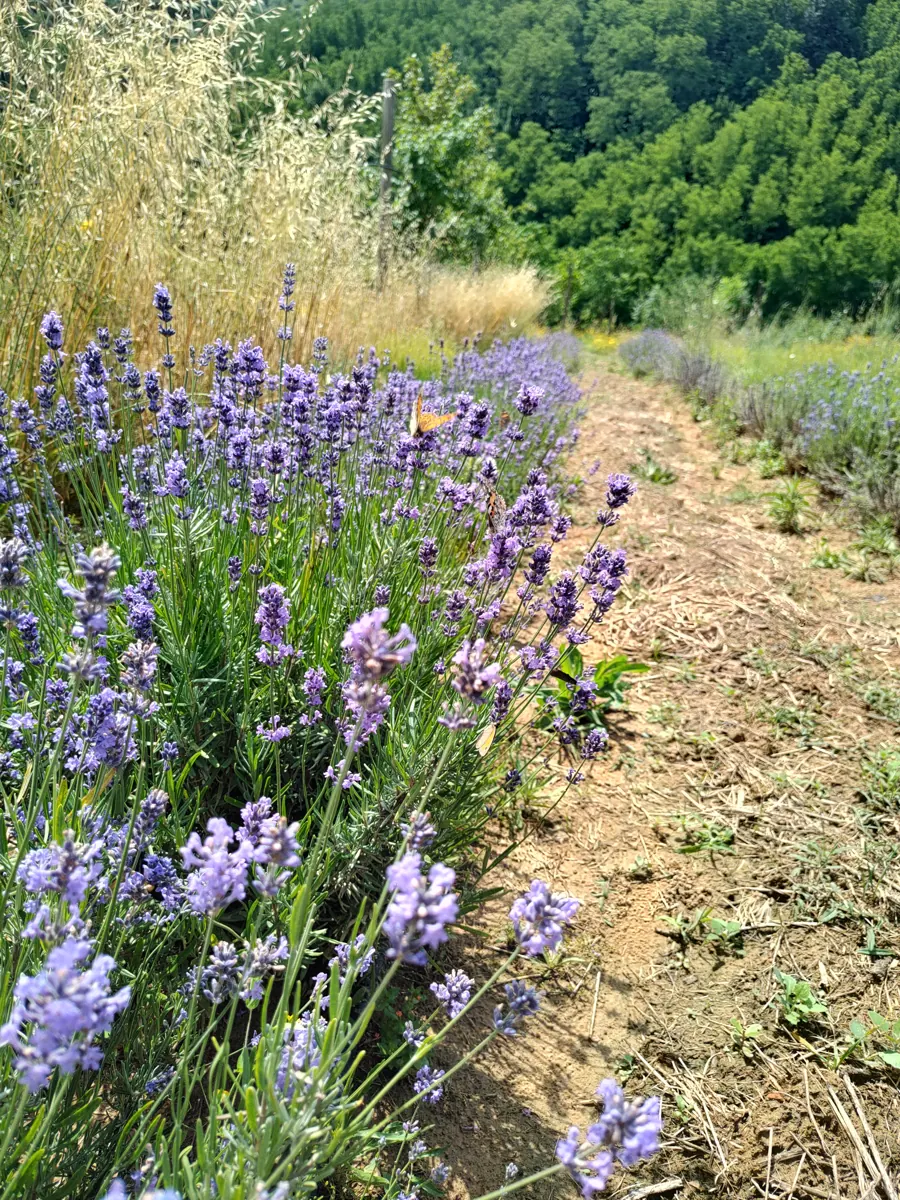 Filare di lavanda