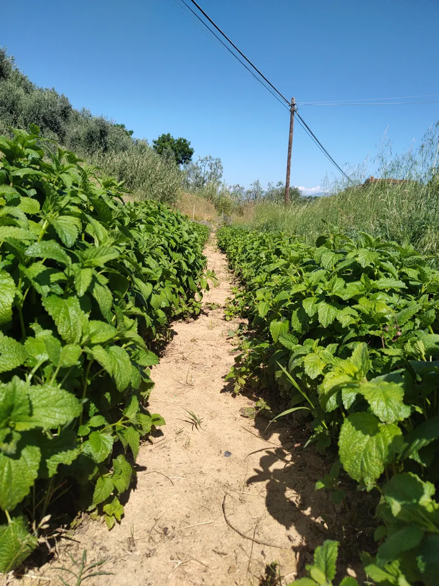 Filari di melissa