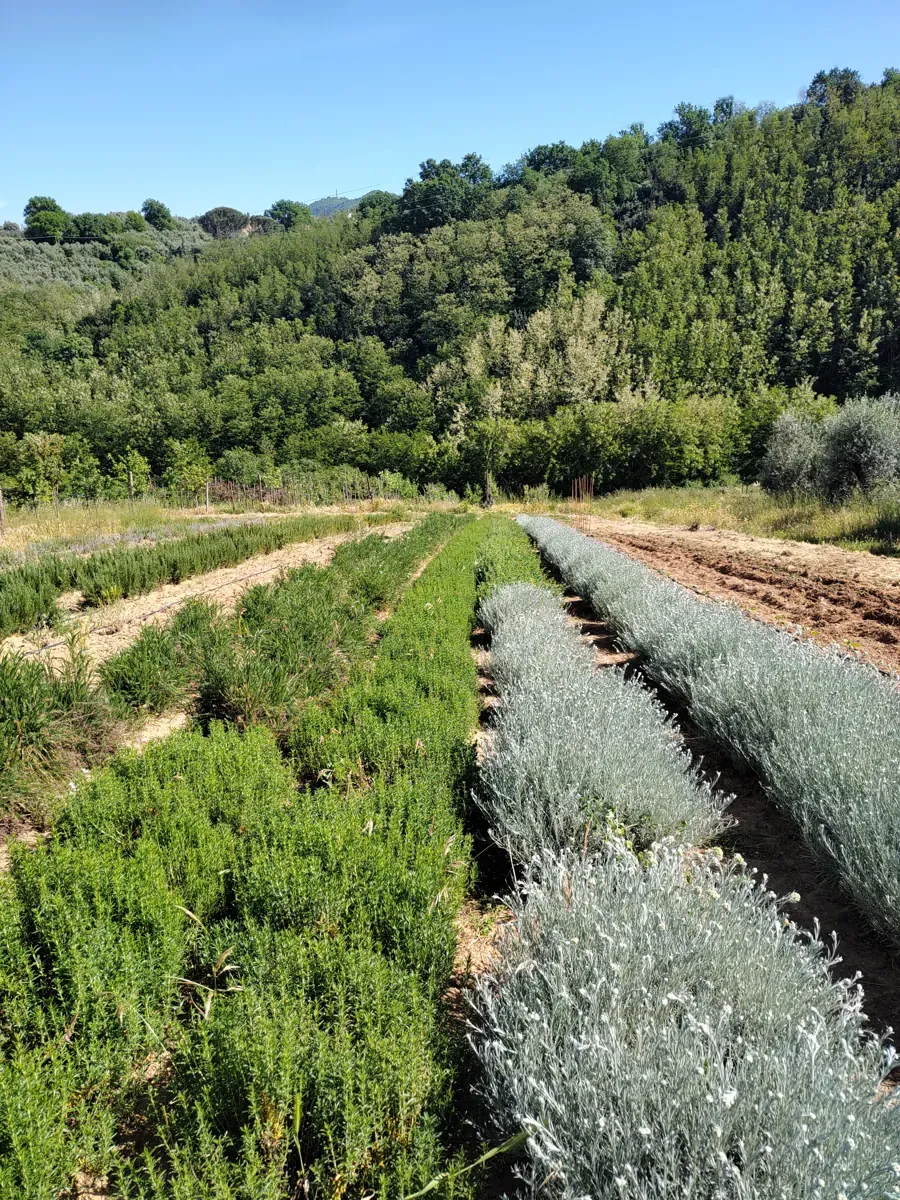 Filari di rosmarino accanto all'elicriso