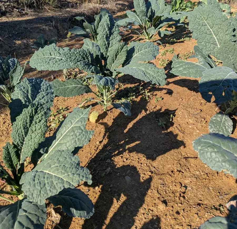 Cavolo nero nell'orto, con gli olivi sullo sfondo