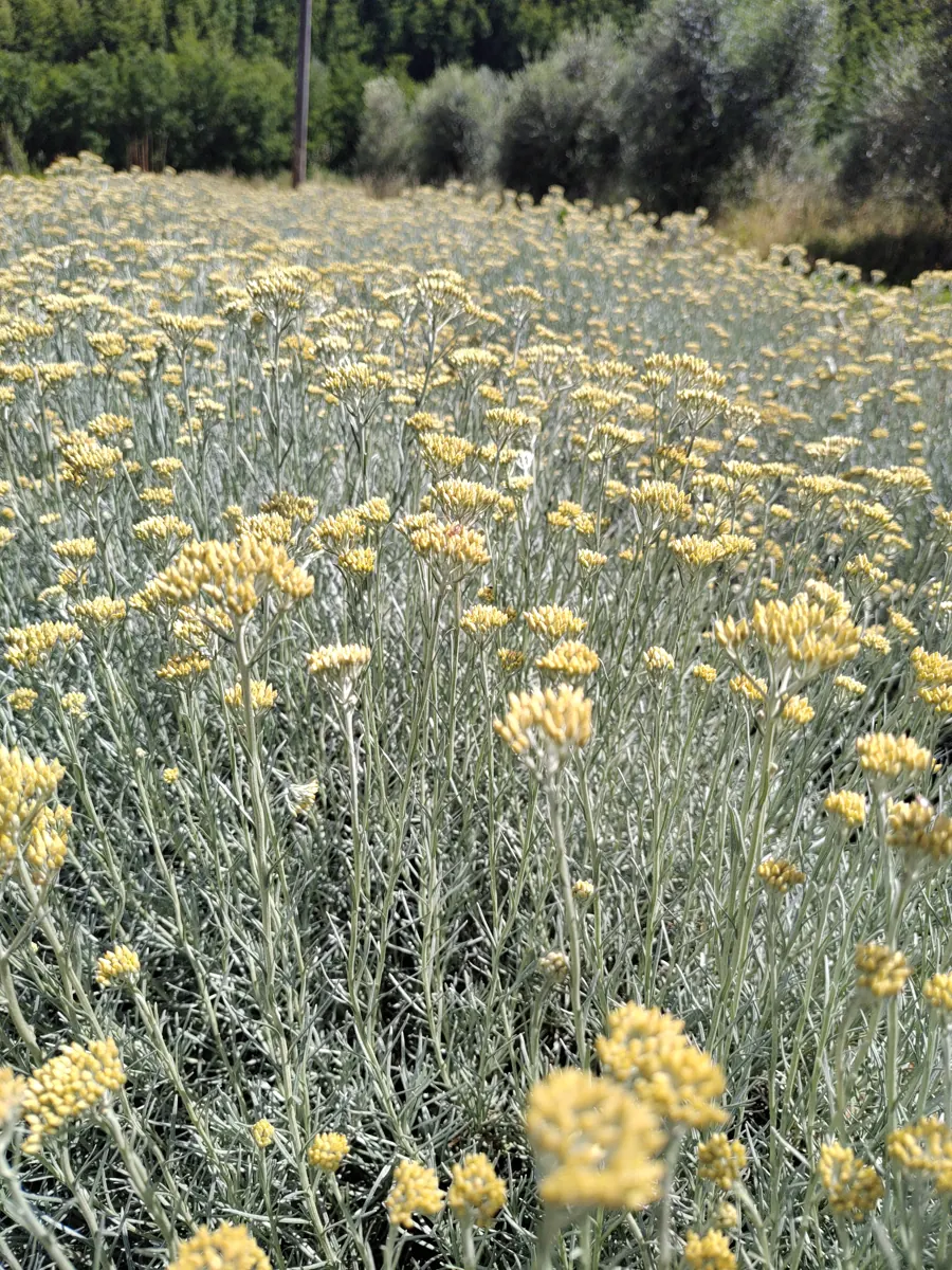 Elicriso in fiore