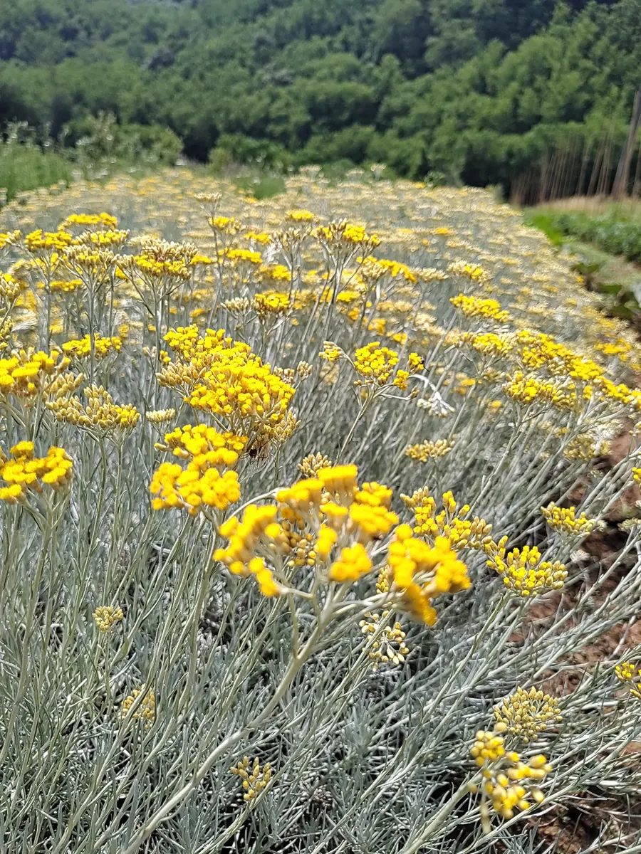Elicriso in fiore nei campi del Podere