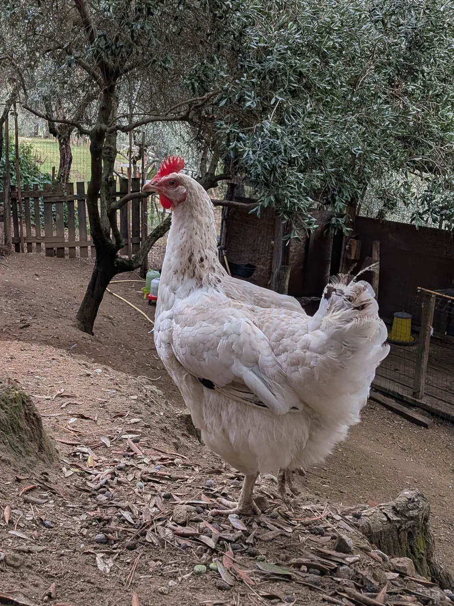 Elvira, la gallina bianca che fa da capo alle altre