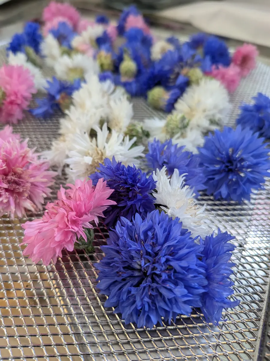 Fiordalisi blu, rosa e bianchi