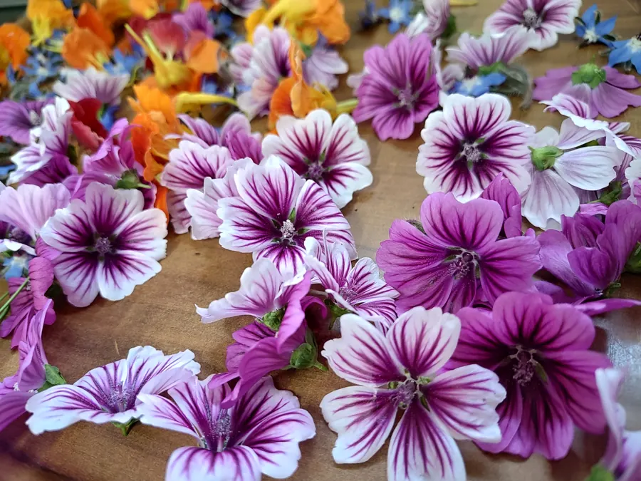 Fiori di malva striati