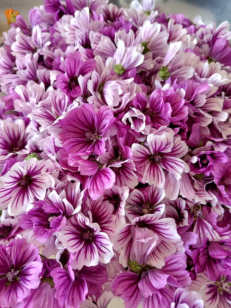 Fiori di malva appena raccolti