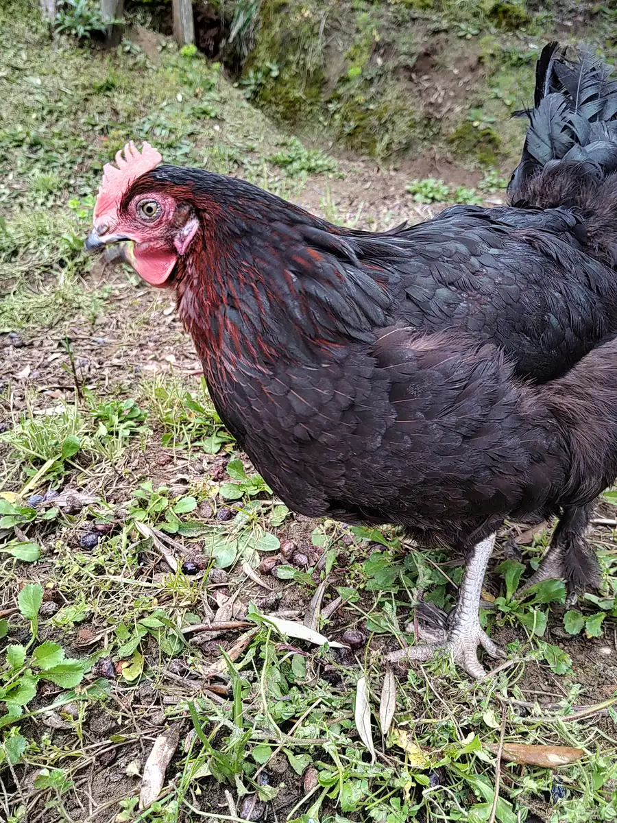 Gallina nera che razzola sotto gli olivi