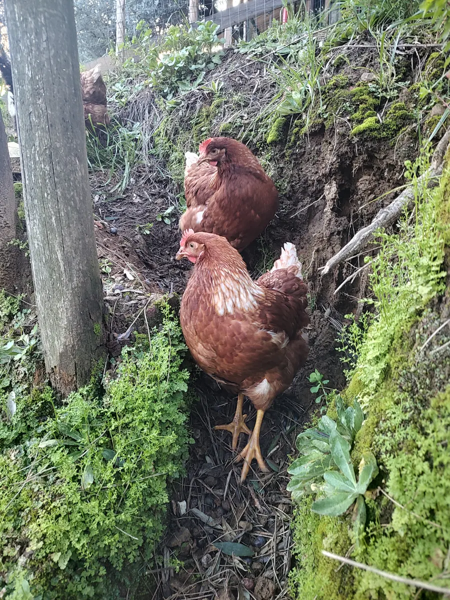 Due galline rosse tra l'erba e il muschio