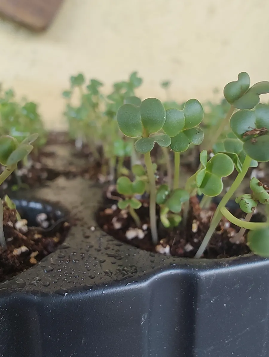 Piantine appena germogliate nel semenzaio