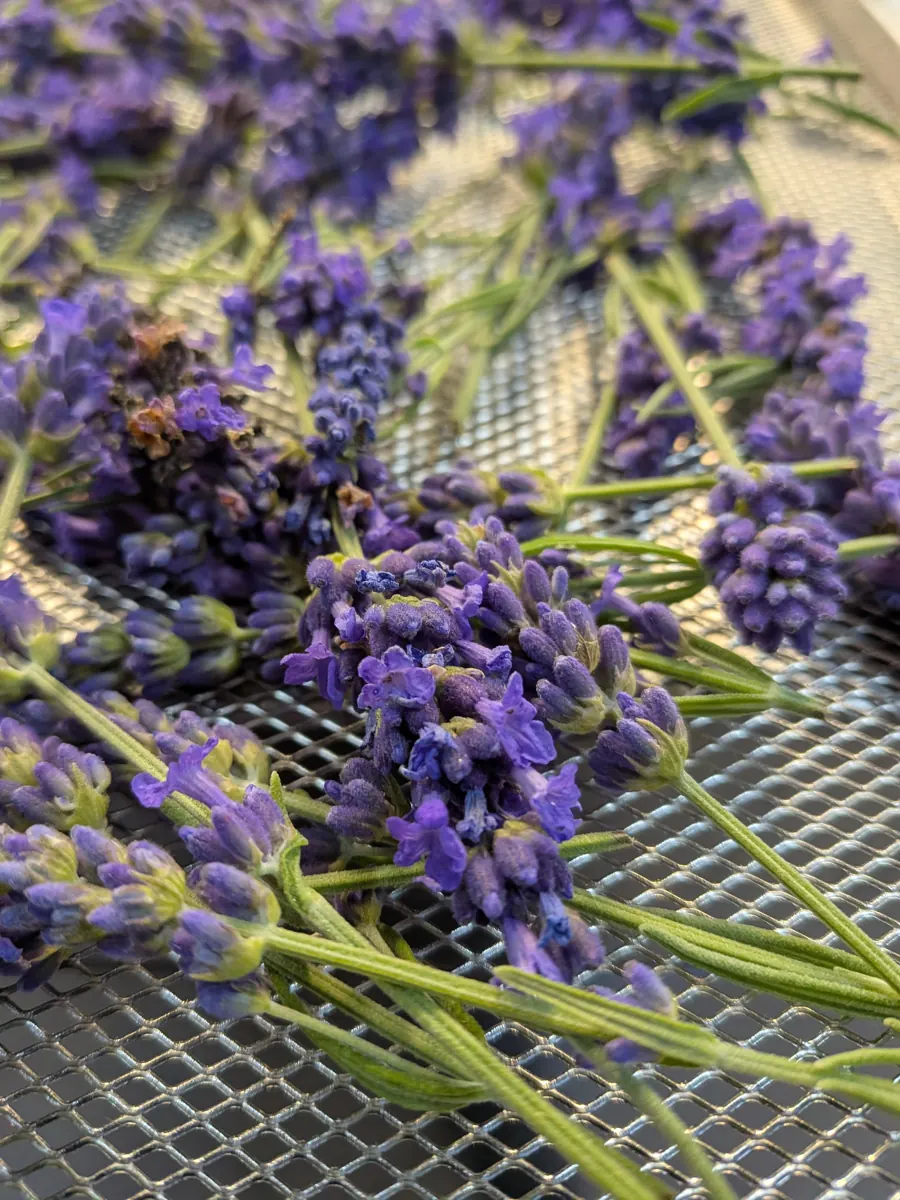 Lavanda stesa sui telai di essiccazione