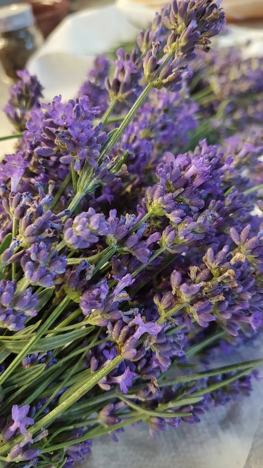 Mazzo di lavanda appena tagliata