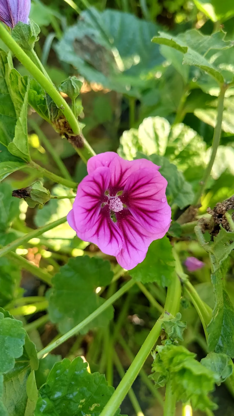 Fiore di malva sulla pianta