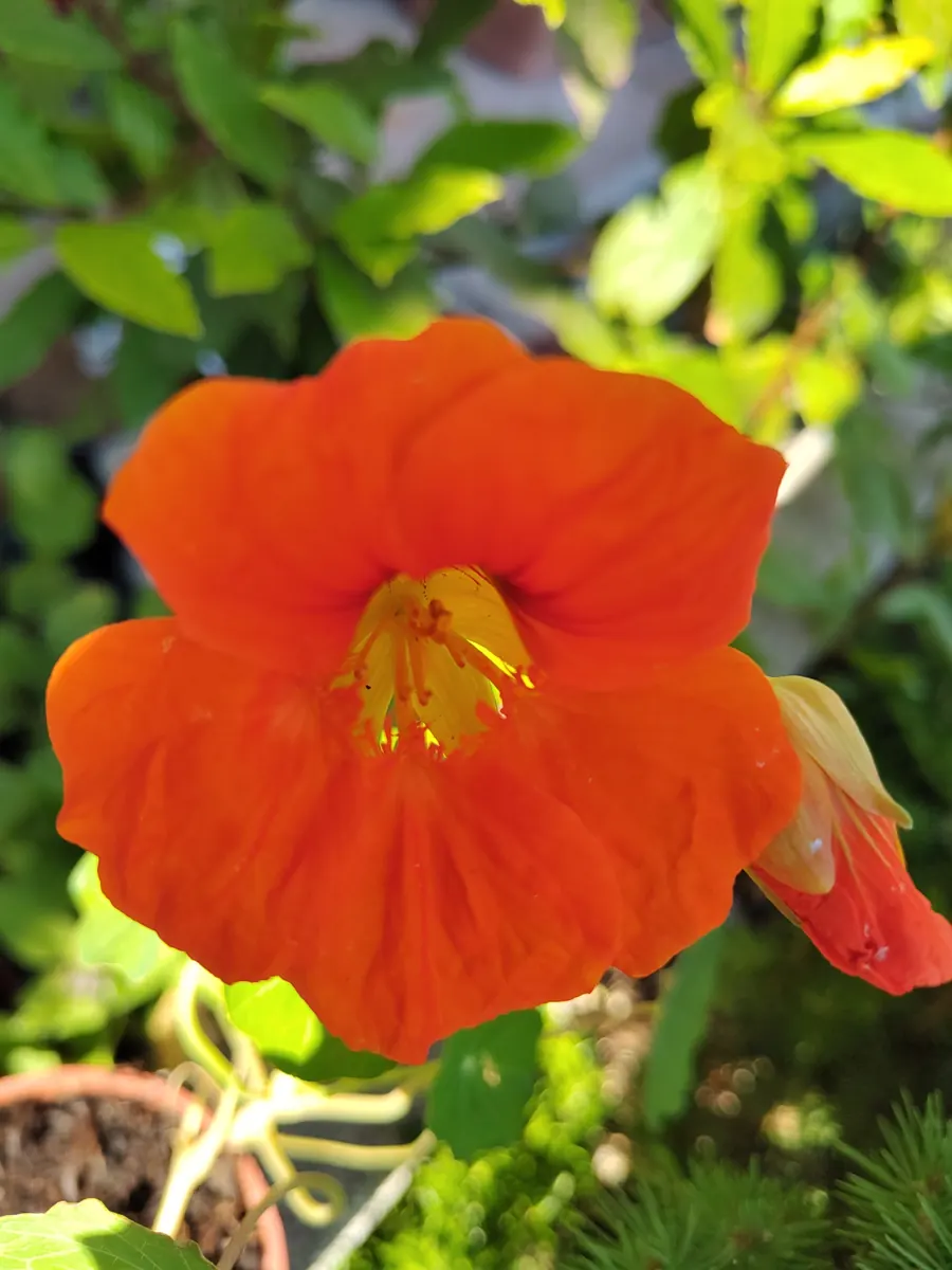 Fiore di nasturzio