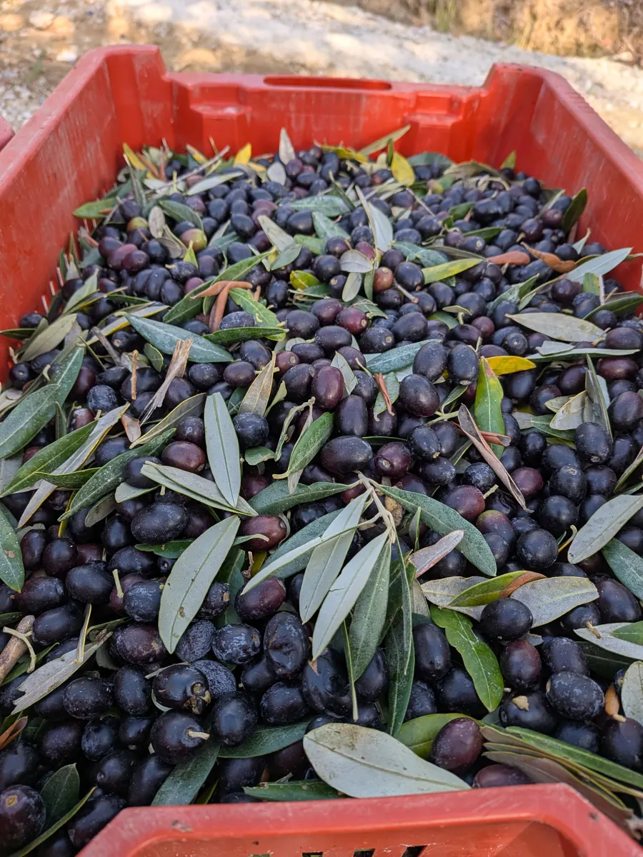 Olive appena raccolte nella cassetta