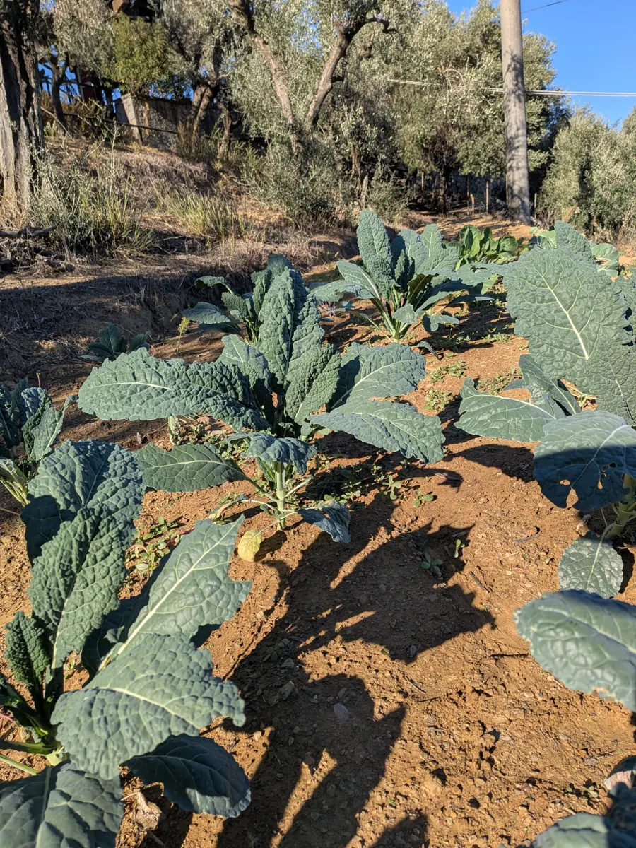 Cavolo nero nell'orto sotto gli olivi