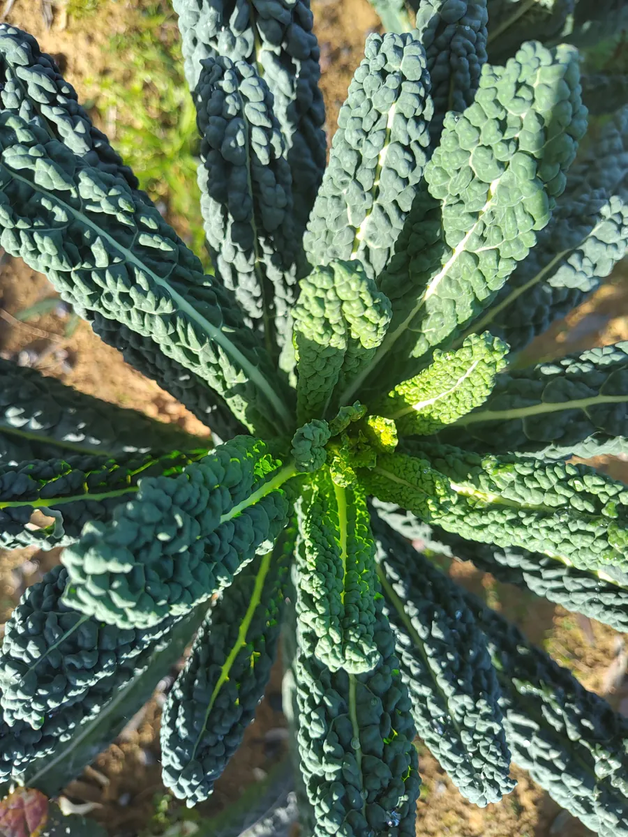 Cavolo nero visto dall'alto