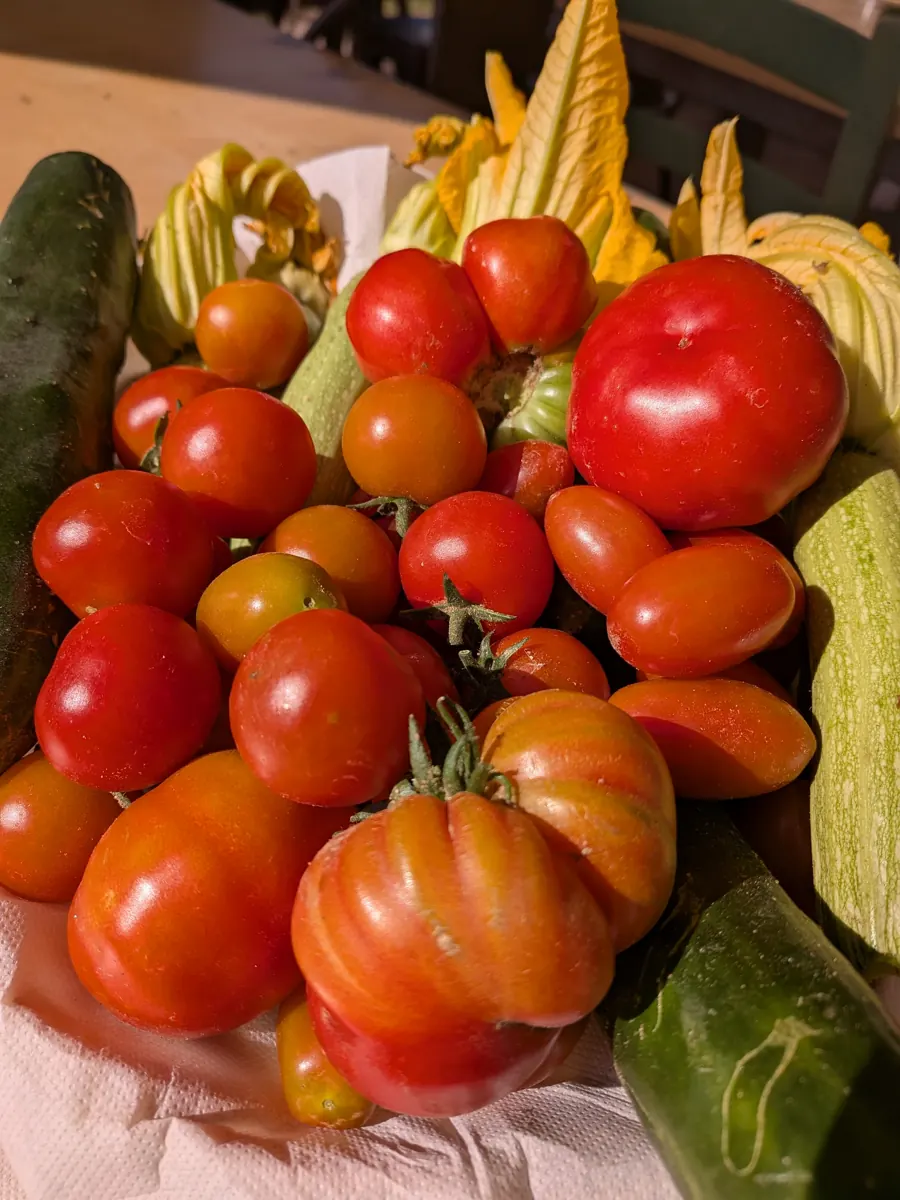 Pomodori e zucchine dell'orto