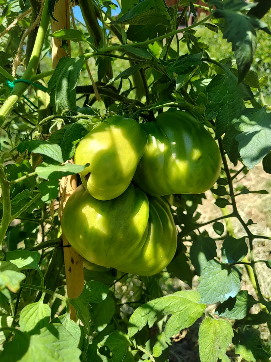 Pomodori ancora verdi sulla pianta