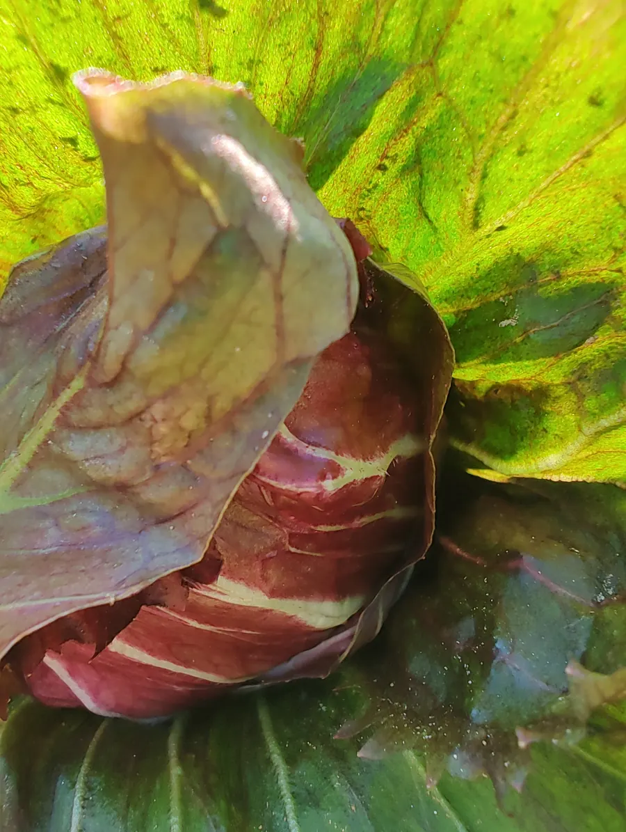 Cespo di radicchio