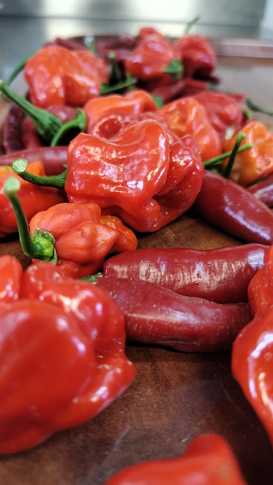 Peperoncini appena raccolti