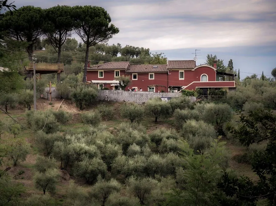 Il Podere visto dal bosco: l'oliveto e il casolare rosso tra i pini