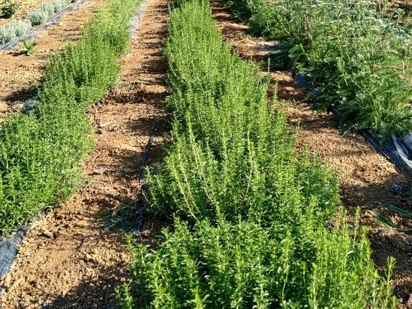 Filari di santoreggia nel campo